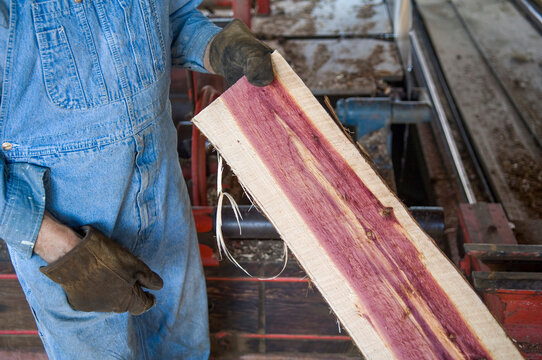 Man holding cut cedar board; Cortland, Nebraska, United States of America
