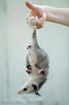 Hand holding young Opossum (Didelphis virginiana) by the tail; Greenleaf, Kansas, United States of America