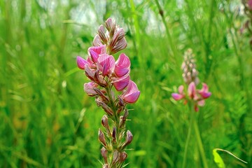 Pinke Blume