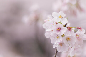 blossom