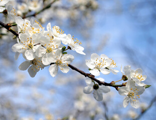 tree with blooming flowers