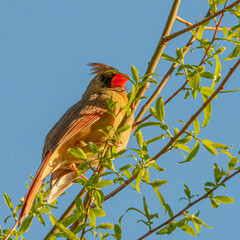 Female cardinal perched among branches with bright, green leaves. Low angle, blue sky.
