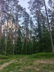 forest, tree, nature, trees, green, wood, pine, landscape, summer, woods, park, birch, autumn, spring, sun, environment, season, path, outdoors, grass, sky, scenic, scene, light, leaves