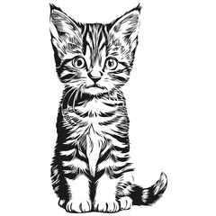 Cute hand drawn Cat, vector illustration black and white kitten