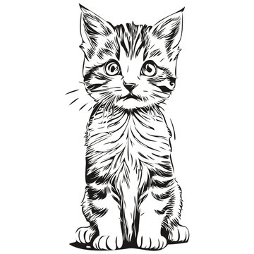 Cat sketches, outline with transparent background, hand drawn illustration kitten