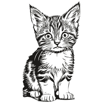 Cat sketchy, graphic portrait of a Cat on a white background, kitten