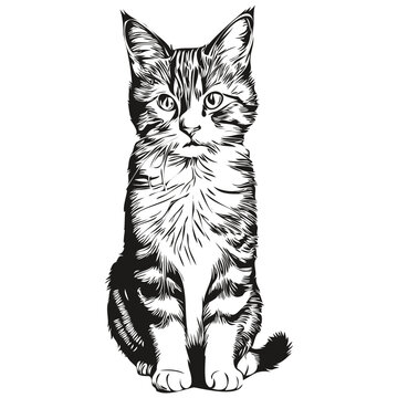 Cat vector illustration line art drawing black and white kitten