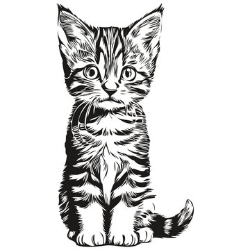 Cute hand drawn Cat, vector illustration black and white kitten