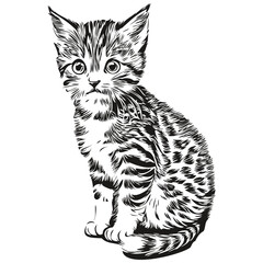 Fototapeta na wymiar Realistic Cat vector, hand drawn animal illustration kitten