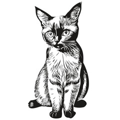 Vintage engrave isolated Cat illustration cut ink sketch kitten