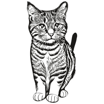 Vector image of silhouette of a Cat on a white background, kitten