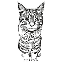 Cat logo, black and white illustration hand drawing kitten