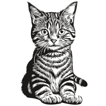 Cat logo, black and white illustration hand drawing kitten