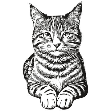 Cat logo, black and white illustration hand drawing kitten