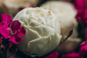 Close up Roses with drops of water. Floral background and wallpaper. Beautiful flowers on a dark background, soft and romantic vintage filter. Trendy color. Wedding bouquet. Bouquet of roses, dianthus