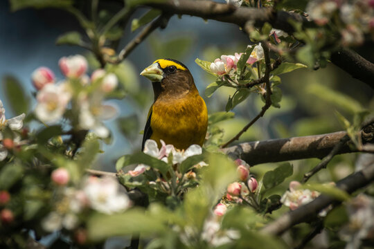 Male Evening Grosbeak (Hesperiphona vespertina) perched among apple blossoms; Olympia, Washington, United States of America