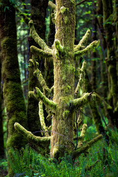 Moss growing on and hanging from an old fir tree stump in the wet Pacific Northwest; Olympia, Washington, United States of America