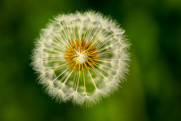 Close-up of a delicate white flowerhead showing detail on a green background; Port Alberni, British Columbia, Canada