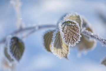 Close-up detail of frosted leaves on a branch in snow; Surrey, British Columbia, Canada