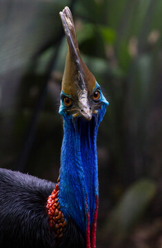 Portrait of a Cassowary (Casuarius casuariu), a flightless bird; Australia
