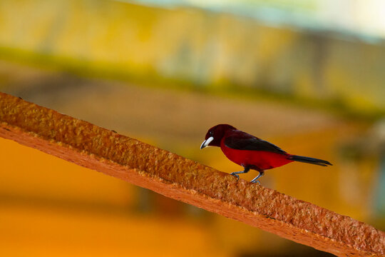 Portrait of a male Crimson-backed Tanager (Ramphocelus dimidiatus) perches on a rail in Coiba National Park, Panama; Panama