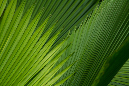 Close-up detail of palm leaves in a botanical garden in Costa Rica; Golfo Dulce, Costa Rica