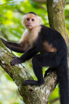 Close-up portrait of a White-headed monkey (Cebus capucinus) pausing from a climbing a tree for a photo in Punta Caletas Reserve, Osa Peninsula, Costa Rica; Costa Rica