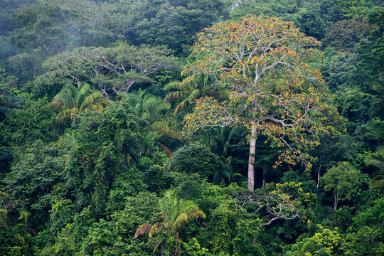Rainforest along Lake Gutan on Barro Colorado Island; Barro Colorado Island, Lake Gutan, Panama