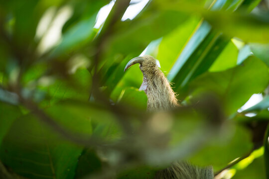 Close-up of a toe of a Two-toed sloth (Choloepus sp.) hangs on a tree branch in Manuel Antonio National Park, Costa Rica; Costa Rica