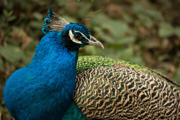 Portrait of a peacock at the Chengdu Research Center; Chengdu, Sichuan Province, China