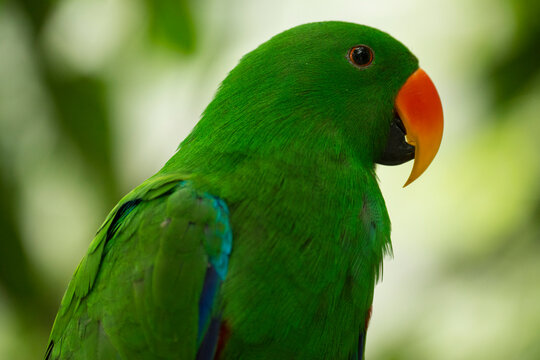 Close-up portrait of a male Eclectus parrot (Eclectus roratus) in a tree nest; Port Douglas, Queensland, Australia