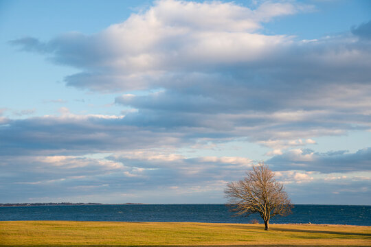 Lone tree stands on the shore of Long Island Sound at Harkness State Park, Connecticut, USA; Waterford, Connecticut, United States of America