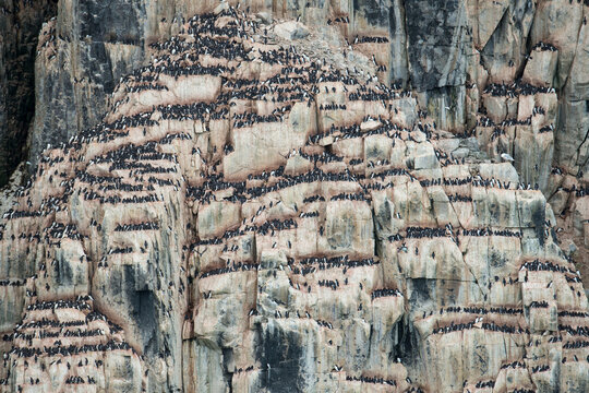 Hundreds of Thick-billed murres (Uria lomvia) nest on a cliff at Kapp Fanshawe; Spitsbergen, Svalbard, Norway