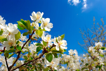 Beleza Primaveril - Lindas Flores em Plena Florada