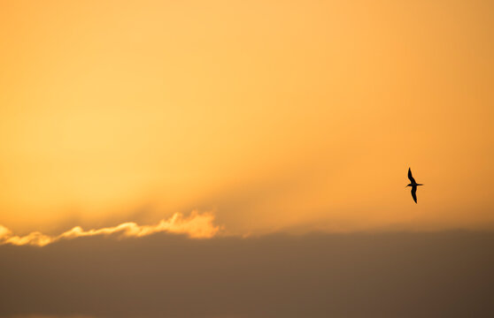 Silhouetted Caspian Tern (Sterna Caspia) in flight at sunrise in a dramatic sky with glowing cloud and sun; Baja California, Mexico