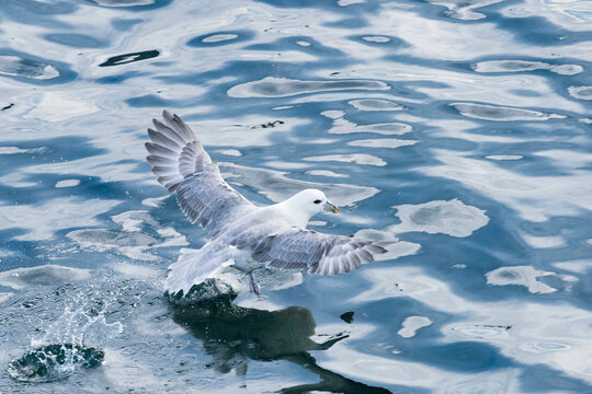 Northern fulmar (Fulmarus glacialis) taking off from sea in Iceland; Iceland