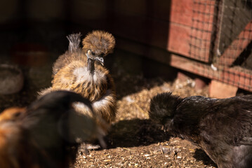 Interesting chickens in a farm.