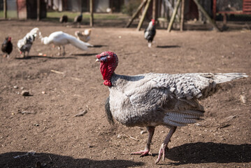 A turkey walks around the corral.