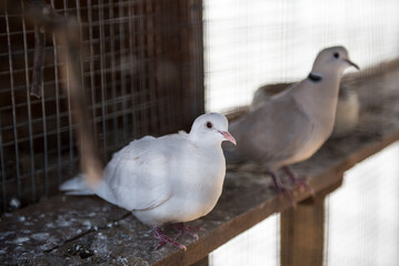 Beautiful doves in a cage.