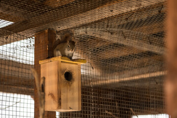 Squirrel in a kennel cage.