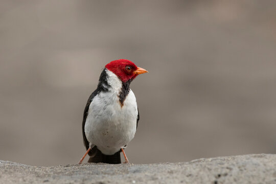 Portrait of a Yellow-billed cardinal (Paroaria capitata); Hawaii, United States of America