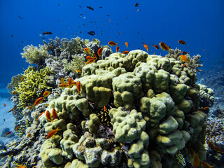 Underwater scene with exotic fishes and coral reef of the Red Sea
