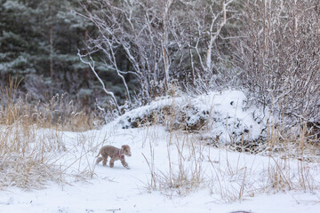 Liver-colored Bedlington Terrier puppy walks among dry grass against the backdrop of a forest with fallen snow