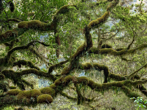 Detail view of a Red beech tree (Nothofagus fusca) densely covered with moss growth; Milford Sound, Milford Track, South Island, New Zealand
