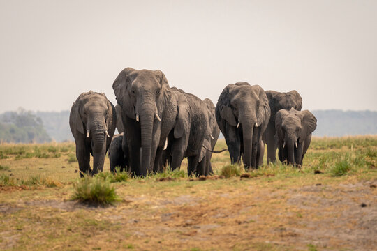 African bush elephants (Loxodonta africana) approach camera on floodplain in Chobe National Park; Chobe, Botswana
