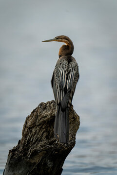 African darter (Anhinga rufa) in river on dead stump, Chobe National Park; Chobe, Botswana