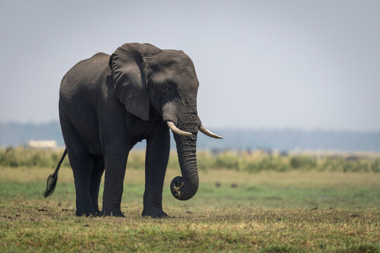 African elephant (Loxodonta africana) on floodplain stands eating grass, Chobe National Park; Chobe, Botswana