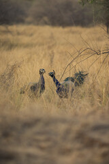 Male Peacock in the grass