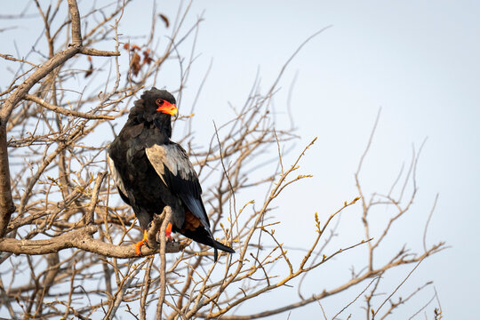 Bateleur (Terathopius ecaudatus) with catchlight looks down from branch in Chobe National Park; Chobe, Botswana