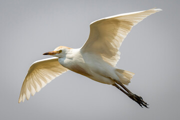 Cattle egret (Bubulcus ibis) flies through perfect blue sky in Chobe National Park; Chobe, Botswana